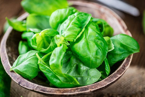 Buy Online High Quality Heirloom Sweet Basil Seeds, Organic, Non Gmo, | Buy Rare, And Extraordinary Heirloom Seeds - Seeds to Cherish