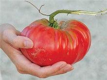 Load image into Gallery viewer, Buy Online High Quality Heirloom Red Brandywine Tomato Seeds, Non Gmo, Organic, USA, Large Beefsteak Variety | Buy Rare, And Extraordinary Heirloom Seeds - Seeds to Cherish
