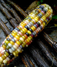Load image into Gallery viewer, Buy Online High Quality Glass Gem Corn Seeds, Rare Indian Corn, Heirloom, | Buy Rare, And Extraordinary Heirloom Seeds - Seeds to Cherish
