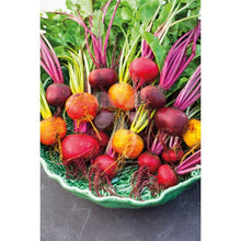 Load image into Gallery viewer, Buy Online High Quality 15 Varieties, Heirloom Vegetable Garden Seed Kit, Organic, Non Gmo | Buy Rare, And Extraordinary Heirloom Seeds - Seeds to Cherish
