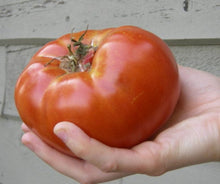 Load image into Gallery viewer, Buy Online High Quality 15 Varieties, Heirloom Vegetable Garden Seed Kit, Organic, Non Gmo | Buy Rare, And Extraordinary Heirloom Seeds - Seeds to Cherish
