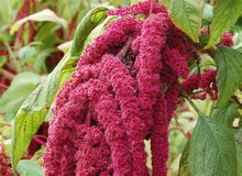 Load image into Gallery viewer, Buy Online High Quality Love Lies Bleeding Flower Seeds, Amaranthus | Buy Rare, And Extraordinary Heirloom Seeds - Seeds to Cherish

