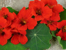 Load image into Gallery viewer, Buy Online High Quality Red Nasturtium Empress of India Flower Seeds | Buy Rare, And Extraordinary Heirloom Seeds - Seeds to Cherish
