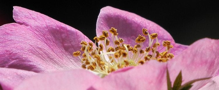 wild rose seeds 25 Prairie Wild Rose Seeds, Pink Rose