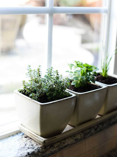 Buy Online High Quality Grow Your Own Herbs Garden Kit, Organic | Buy Rare, And Extraordinary Heirloom Seeds - Seeds to Cherish