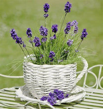 Load image into Gallery viewer, Buy Online High Quality English Lavender Seeds, Heirloom, Organic, Fragrant | Buy Rare, And Extraordinary Heirloom Seeds - Seeds to Cherish
