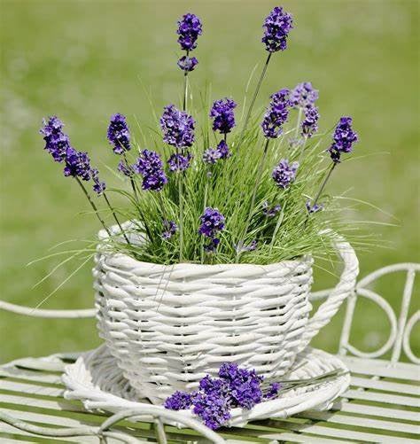 heirloom lavender seeds English Lavender Seeds, Heirloom, Organic, Fragrant