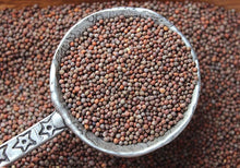 Load image into Gallery viewer, Buy Online High Quality Heirloom Broccoli Seeds, Calabrese | Buy Rare, And Extraordinary Heirloom Seeds - Seeds to Cherish
