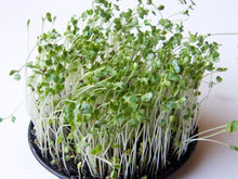 Load image into Gallery viewer, Buy Online High Quality Heirloom Broccoli Seeds, Calabrese | Buy Rare, And Extraordinary Heirloom Seeds - Seeds to Cherish

