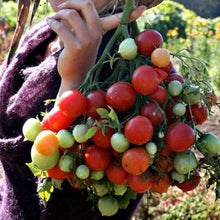 Load image into Gallery viewer, Buy Online High Quality Heirloom Dwarf Tomato Seeds, Geranium Kiss, Organic, Non Gmo, Patio Gardening, Container Plant, Hydroponics | Buy Rare, And Extraordinary Heirloom Seeds - Seeds to Che

