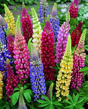 Load image into Gallery viewer, Buy Online High Quality Lupine Flower Mix Seeds, Russell, Colorful Mix, | Buy Rare, And Extraordinary Heirloom Seeds - Seeds to Cherish
