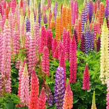 Load image into Gallery viewer, Buy Online High Quality Lupine Flower Mix Seeds, Russell, Colorful Mix, | Buy Rare, And Extraordinary Heirloom Seeds - Seeds to Cherish

