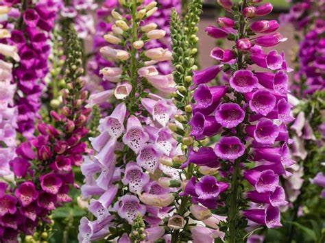 Buy Online High Quality Foxglove, Mixed Flower Seeds, Digitalis, | Buy Rare, And Extraordinary Heirloom Seeds - Seeds to Cherish