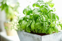 Load image into Gallery viewer, Buy Online High Quality Heirloom Sweet Basil Seeds, Organic, Non Gmo, Herb Garden, Patio Garden, Container Gardening, Indoor, Outdoor | Buy Rare, And Extraordinary Heirloom Seeds - Seeds to C
