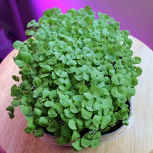 Load image into Gallery viewer, Buy Online High Quality Heirloom Sweet Basil Seeds, Organic, Non Gmo, Herb Garden, Patio Garden, Container Gardening, Indoor, Outdoor | Buy Rare, And Extraordinary Heirloom Seeds - Seeds to C
