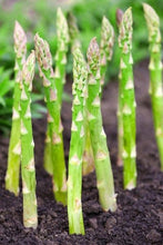 Load image into Gallery viewer, Buy Online High Quality Asparagus Heirloom Seeds, Mary Washington | Buy Rare, And Extraordinary Heirloom Seeds - Seeds to Cherish
