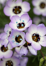 Load image into Gallery viewer, Buy Online High Quality Birds Eyes Flower Seeds, Fragrant, | Buy Rare, And Extraordinary Heirloom Seeds - Seeds to Cherish
