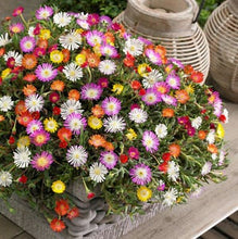 Load image into Gallery viewer, Buy Online High Quality Ice Plant Multicolor Flower Seed Mix, Ground Cover | Buy Rare, And Extraordinary Heirloom Seeds - Seeds to Cherish
