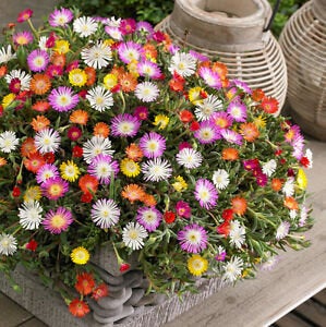 ice plant flower seeds Ice Plant Multicolor Flower Seed Mix, Ground Cover
