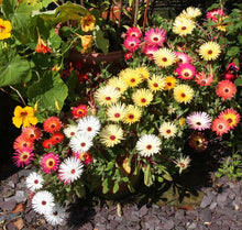 Load image into Gallery viewer, Buy Online High Quality Ice Plant Multicolor Flower Seed Mix, Ground Cover | Buy Rare, And Extraordinary Heirloom Seeds - Seeds to Cherish
