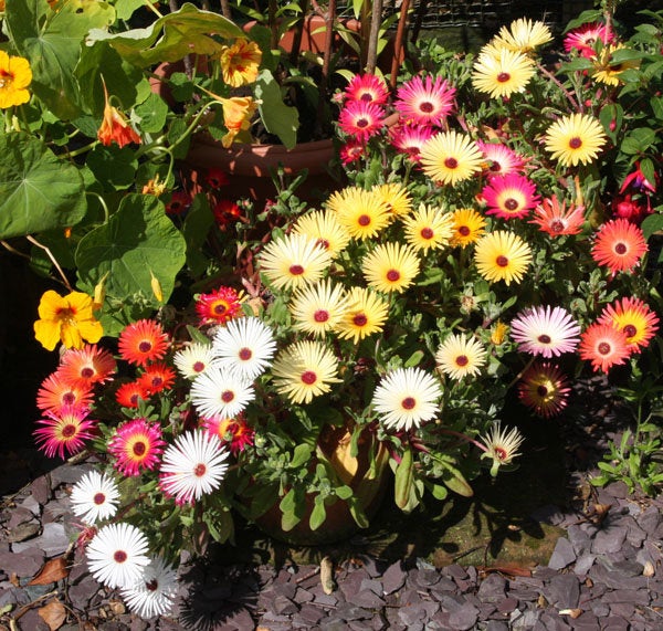 ice plant ground cover seeds Ice Plant Multicolor Flower Seed Mix, Ground Cover