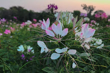 Load image into Gallery viewer, Buy Online High Quality Cleome Spider Flower Color Mix Seeds, Cleome Hasslerana | Buy Rare, And Extraordinary Heirloom Seeds - Seeds to Cherish
