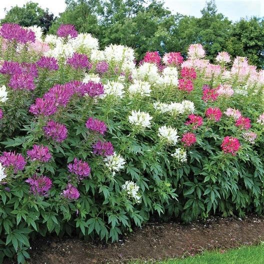 Buy Online High Quality Cleome Spider Flower Color Mix Seeds, Cleome Hasslerana | Buy Rare, And Extraordinary Heirloom Seeds - Seeds to Cherish