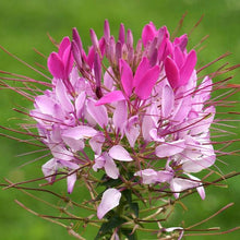 Load image into Gallery viewer, Buy Online High Quality Cleome Spider Flower Color Mix Seeds, Cleome Hasslerana | Buy Rare, And Extraordinary Heirloom Seeds - Seeds to Cherish
