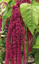 Load image into Gallery viewer, Buy Online High Quality Love Lies Bleeding Flower Seeds, Amaranthus | Buy Rare, And Extraordinary Heirloom Seeds - Seeds to Cherish
