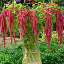 Load image into Gallery viewer, Buy Online High Quality Love Lies Bleeding Flower Seeds, Amaranthus | Buy Rare, And Extraordinary Heirloom Seeds - Seeds to Cherish
