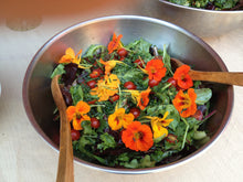 Load image into Gallery viewer, Buy Online High Quality Red Nasturtium Empress of India Flower Seeds | Buy Rare, And Extraordinary Heirloom Seeds - Seeds to Cherish
