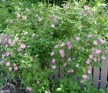 Load image into Gallery viewer, Buy Online High Quality Prairie Wild Rose Seeds, Pink Rose, | Buy Rare, And Extraordinary Heirloom Seeds - Seeds to Cherish

