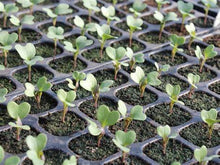 Load image into Gallery viewer, Buy Online High Quality Heirloom Broccoli Seeds, Calabrese | Buy Rare, And Extraordinary Heirloom Seeds - Seeds to Cherish
