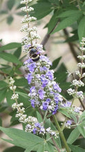 Load image into Gallery viewer, Buy Online High Quality Vitex Tree Seeds, Chaste Tree, Lilac, Flowering Tree | Buy Rare, And Extraordinary Heirloom Seeds - Seeds to Cherish
