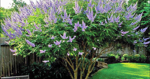 Buy Online High Quality Vitex Tree Seeds, Chaste Tree, Lilac, Flowering Tree | Buy Rare, And Extraordinary Heirloom Seeds - Seeds to Cherish