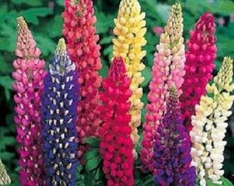 Buy Online High Quality Lupine Flower Mix Seeds, Russell, Colorful Mix, | Buy Rare, And Extraordinary Heirloom Seeds - Seeds to Cherish