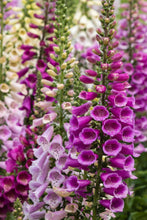 Load image into Gallery viewer, Buy Online High Quality Foxglove, Mixed Flower Seeds, Digitalis, | Buy Rare, And Extraordinary Heirloom Seeds - Seeds to Cherish
