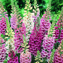 Load image into Gallery viewer, Buy Online High Quality Foxglove, Mixed Flower Seeds, Digitalis, | Buy Rare, And Extraordinary Heirloom Seeds - Seeds to Cherish
