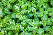 Load image into Gallery viewer, Buy Online High Quality Grow Your Own Herbs Garden Kit, Organic | Buy Rare, And Extraordinary Heirloom Seeds - Seeds to Cherish
