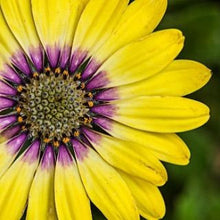 Load image into Gallery viewer, Buy Online High Quality African Daisy Flower Mix Seeds, Yellow, Dimorphotheca Sinuata | Buy Rare, And Extraordinary Heirloom Seeds - Seeds to Cherish
