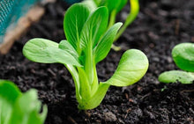 Load image into Gallery viewer, Buy Online High Quality Heirloom Bok Choy Seeds, Organic, Non Gmo | Buy Rare, And Extraordinary Heirloom Seeds - Seeds to Cherish
