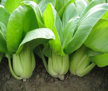 Load image into Gallery viewer, Buy Online High Quality Heirloom Bok Choy Seeds, Organic, Non Gmo | Buy Rare, And Extraordinary Heirloom Seeds - Seeds to Cherish
