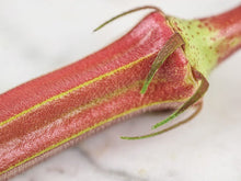 Load image into Gallery viewer, Buy Online High Quality Red Burgundy Okra Seeds, Heirloom | Buy Rare, And Extraordinary Heirloom Seeds - Seeds to Cherish
