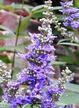 Load image into Gallery viewer, Buy Online High Quality Vitex Tree Seeds, Chaste Tree, Lilac, Flowering Tree | Buy Rare, And Extraordinary Heirloom Seeds - Seeds to Cherish
