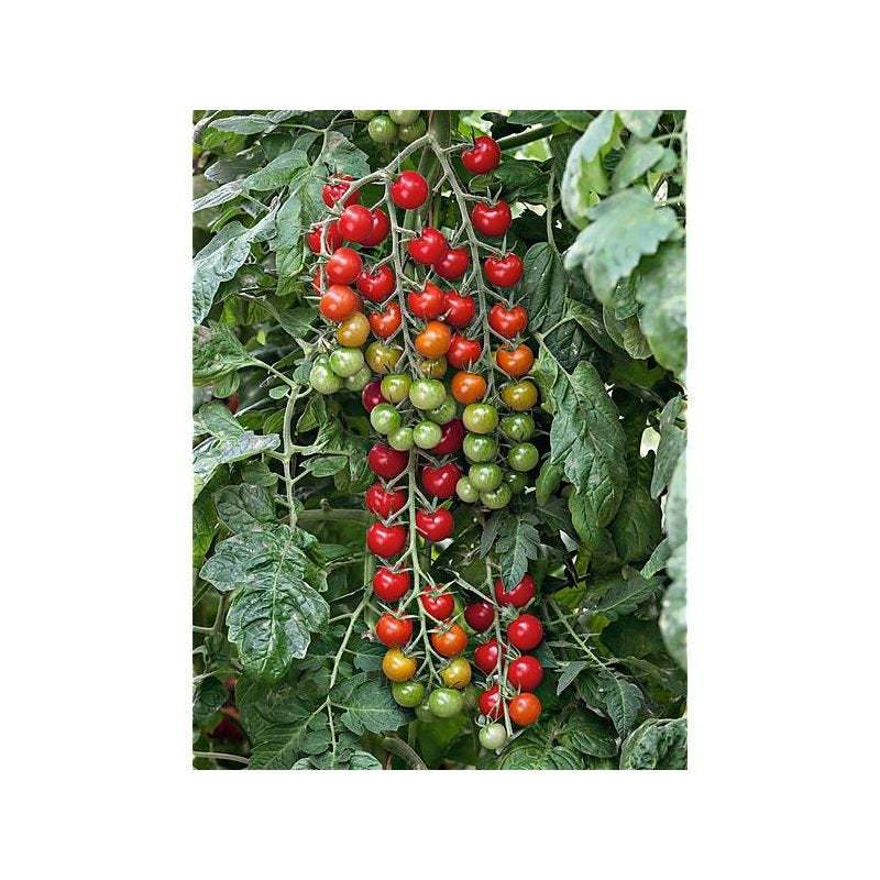 Buy Online High Quality Sweet Aperitif Cherry Tomato Seeds, Heirloom, Organic, Non Gmo, Sweetest Tomato in the World, High Yielding, Garden Gift | Buy Rare, And Extraordinary Heirloom Seeds -