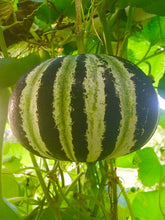 Load image into Gallery viewer, Buy Online High Quality Kajari Melon Seeds, Rare Heirloom | Buy Rare, And Extraordinary Heirloom Seeds - Seeds to Cherish
