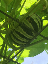 Load image into Gallery viewer, Buy Online High Quality Kajari Melon Seeds, Rare Heirloom | Buy Rare, And Extraordinary Heirloom Seeds - Seeds to Cherish
