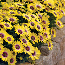 Load image into Gallery viewer, Buy Online High Quality Flower Seed Kit, Garden Border Cut Flowers and Beautiful Sunflowers | Buy Rare, And Extraordinary Heirloom Seeds - Seeds to Cherish
