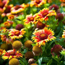 Load image into Gallery viewer, Buy Online High Quality Flower Seed Kit, Garden Border Cut Flowers and Beautiful Sunflowers | Buy Rare, And Extraordinary Heirloom Seeds - Seeds to Cherish
