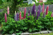 Load image into Gallery viewer, Buy Online High Quality Flower Seed Kit, Garden Border Cut Flowers and Beautiful Sunflowers | Buy Rare, And Extraordinary Heirloom Seeds - Seeds to Cherish

